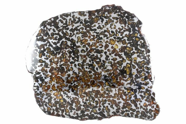 Polished Sericho Pallasite Meteorite ( g) Slice - Kenya #348847